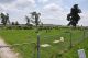 Slagle Cemetery, Brighton, MO.jpg